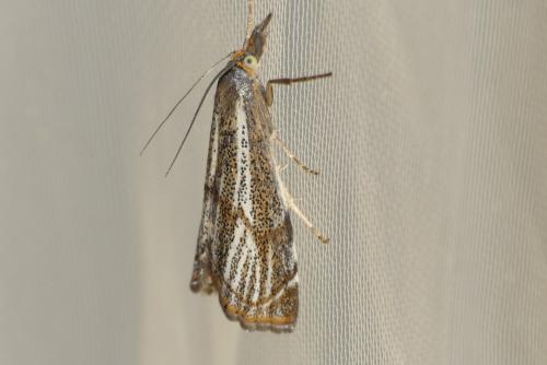 Réf. 182 188 : Thisanotia chrysonuchella